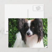 Papillen Postkarte (Vorne/Hinten)