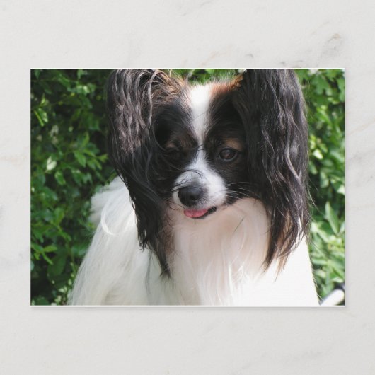 Papillen Postkarte (Vorderseite)