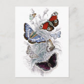 Papillen Postkarte (Vorderseite)