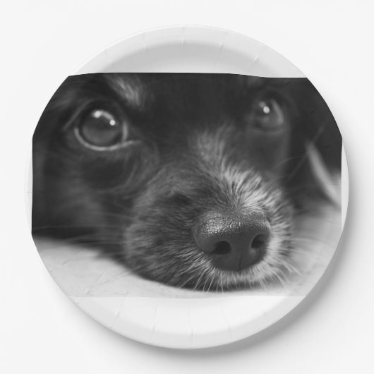 Papillenfläche Pappteller (Vorderseite)