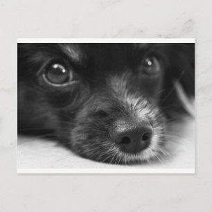 Papillenfläche Postkarte