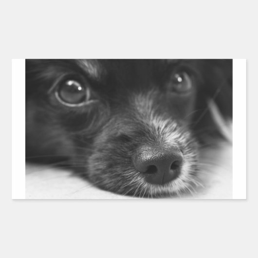 Papillenfläche Rechteckiger Aufkleber (Vorderseite)