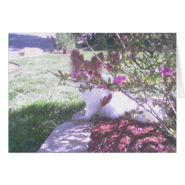 Papillon (Vorderseite (Horizontal))