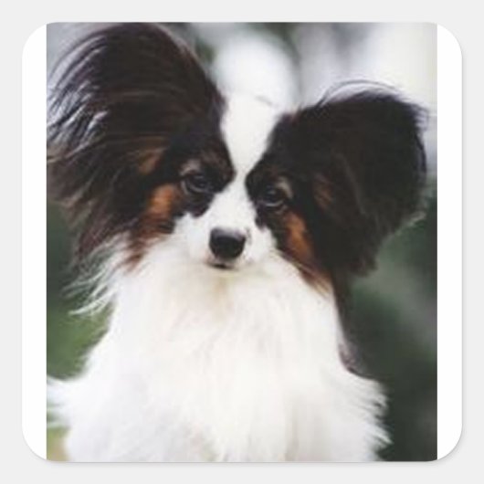 Papillon 2 quadratischer aufkleber (Vorderseite)