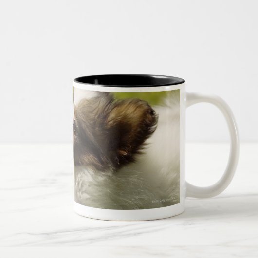 Papillon 2 zweifarbige tasse (Rechts)