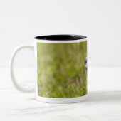 Papillon 2 zweifarbige tasse (Links)