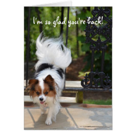 Papillon bin ich, also froh sind Sie zurück