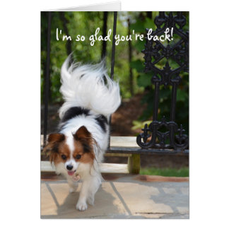 Papillon bin ich, also froh sind Sie zurück