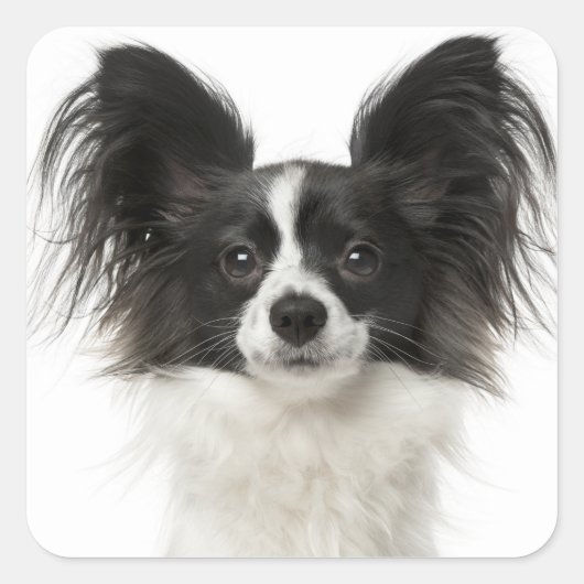 Papillon Black and White Puppy Dog - Liebe Welpen Quadratischer Aufkleber (Vorderseite)