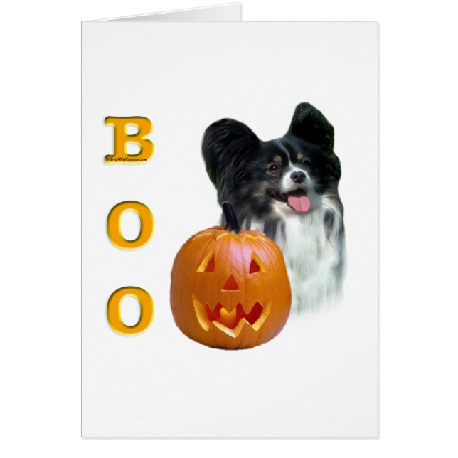 Papillon Boo (Vorne)