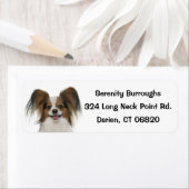 Papillon Brown & White Puppy Dog (Insitu)