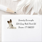 Papillon Brown & White Puppy Dog (Insitu)
