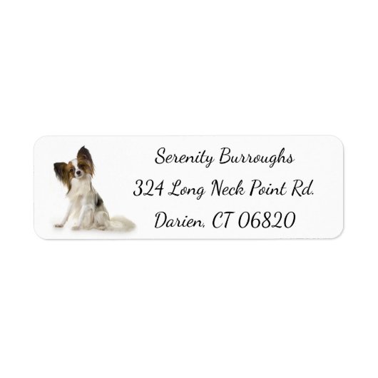 Papillon Brown & White Puppy Dog (Vorne)