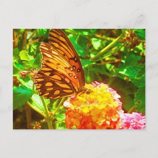 Papillon (Butterfly) Postkarte (Vorderseite)