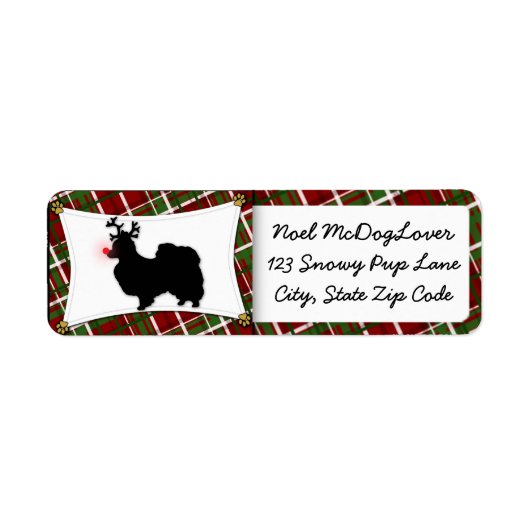 Papillon Christmas (Vorne)