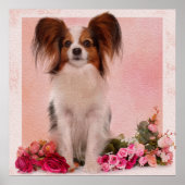 Papillon - Continental Toy Spaniel Poster (Vorne)