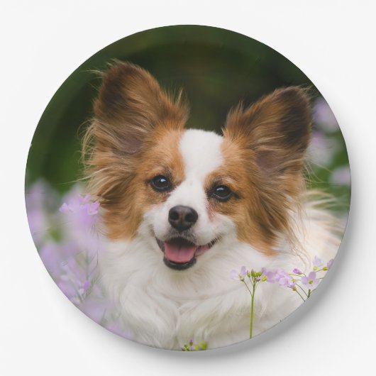 Papillon Dog Niedlich Romantisches Portrait Foto - Pappteller (Vorderseite)