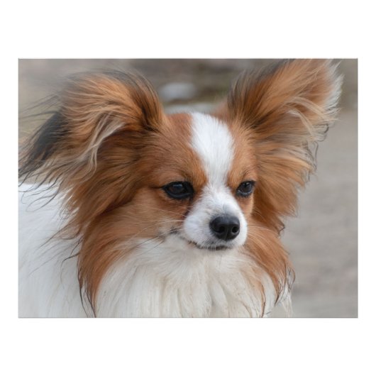 Papillon Dog Portrait Fotodruck (Vorne)