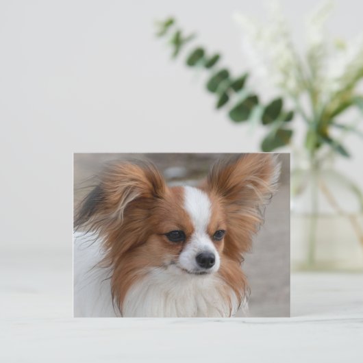 Papillon Dog Portrait Postkarte (Stehend Vorderseite)