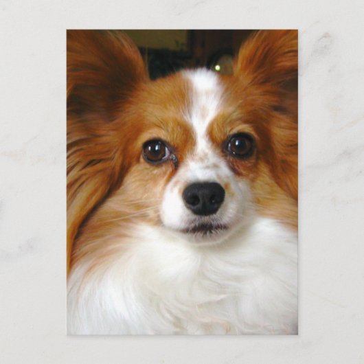 Papillon Dog Postcard Postkarte (Vorderseite)