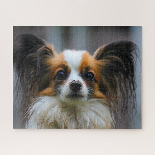 Papillon Dog. Puzzle (Horizontal)