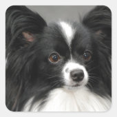 Papillon Dog Stickers (Vorderseite)