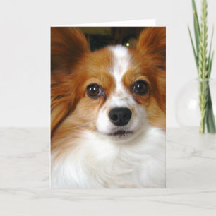 Papillon Gruß-Karte Karte