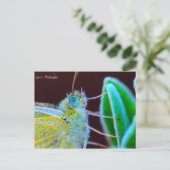 Papillon Gwen Fotografie Postkarte (Stehend Vorderseite)