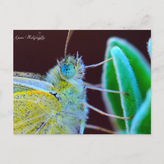Papillon Gwen Fotografie Postkarte (Vorderseite)