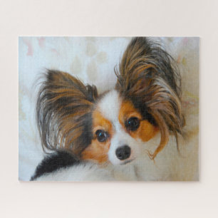 Papillon-Hund. Puzzle
