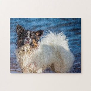 Papillon-Hund. Puzzle