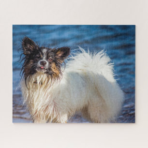 Papillon-Hund. Puzzle