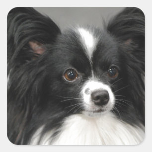 Papillon Hundeaufkleber Quadratischer Aufkleber