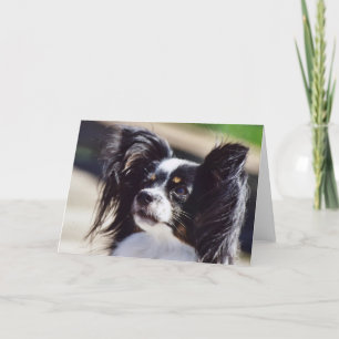 "Papillon" HundeFoto-Gruß-Karte Karte