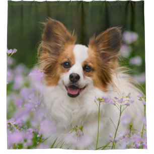 Papillon Hundeniedliches Porträt, Wanne Duschvorhang