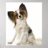 Papillon-Hundeportrait Poster (Vorne)