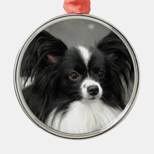 Papillon Hundeverzierung Silbernes Ornament (Vorne)