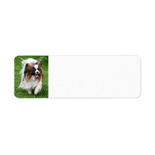 Papillon_in-Bewegung