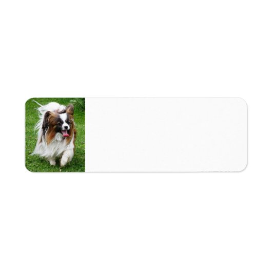 Papillon_in-Bewegung (Vorne)
