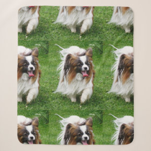 Papillon_in-Bewegung Sherpadecke