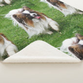 Papillon_in-Bewegung Sherpadecke (3/4)