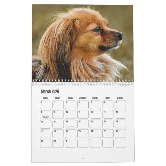 Papillon-Kalender Kalender (Mär 2026)