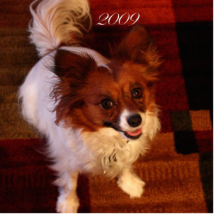 Papillon (Maggie Mae) Verzierung Fotoskulptur Ornament