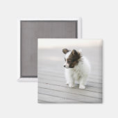 Papillon Magnet (Vorderseite/Rückseite)