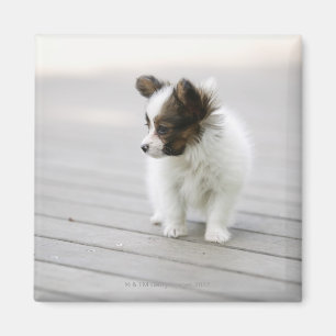 Papillon Magnet