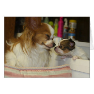 Papillon Mama und Baby