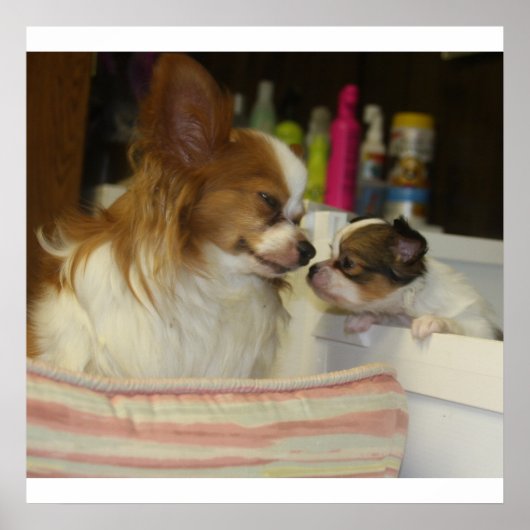 Papillon Mama und Baby Poster (Vorne)