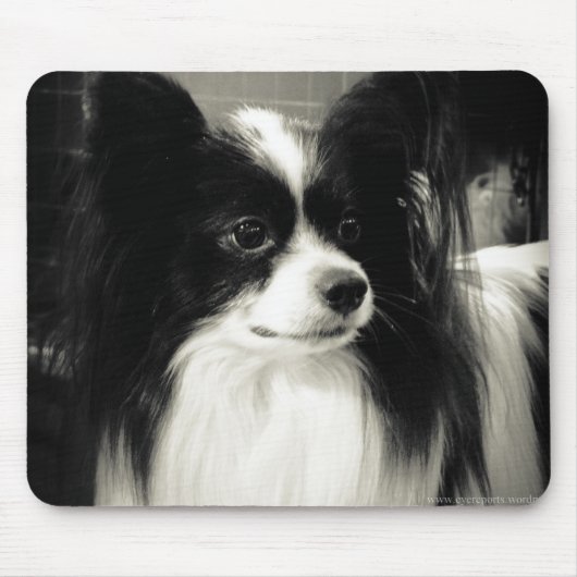 papillon mousepad (Vorne)