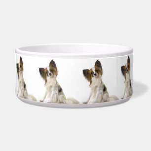 Papillon Napf