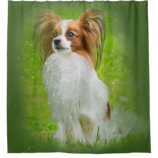 Papillon, Papillon, Papillon-Hunde, Papillon-Hund, Duschvorhang
